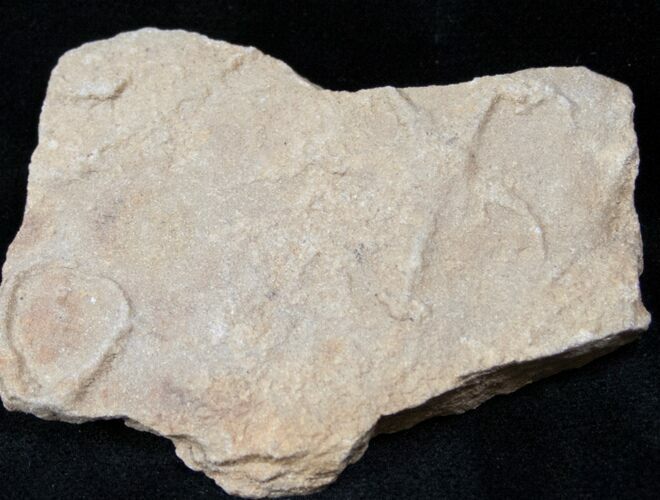 Sea Star Burrow (Asteriacites) - Early Jurassic #12984